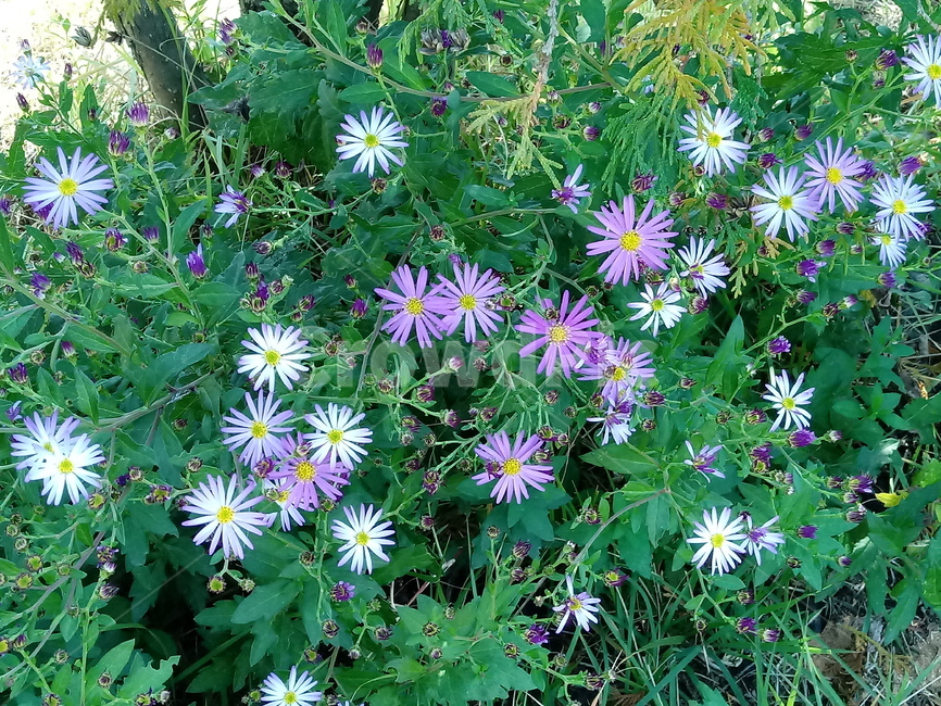 아스타,식물,꽃,flower,plant,(aster,식물,자연,plants,nature,꽃,flower