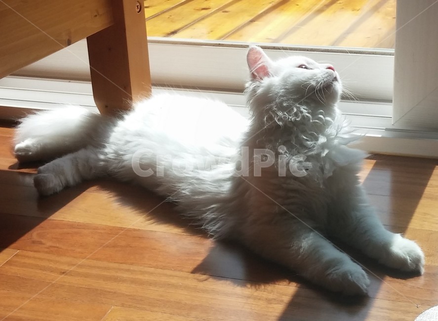 고양이,햇빛,여유,터키쉬앙고라,야옹이,햇살
