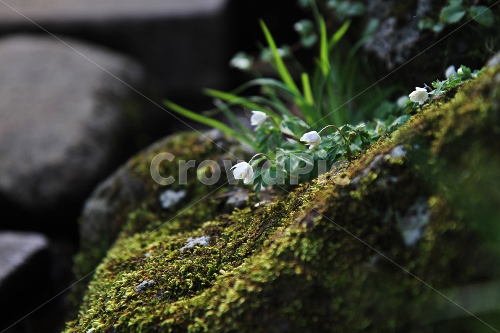 세바람꽃,식물,꽃,한라산꽃,자연,감성사진,식물,자연,plants,nature,꽃,flower