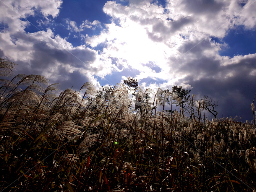 억새,하늘,구름,나무,가을,풍경,grass,잔디,plant,식물,lawn,reed,갈대