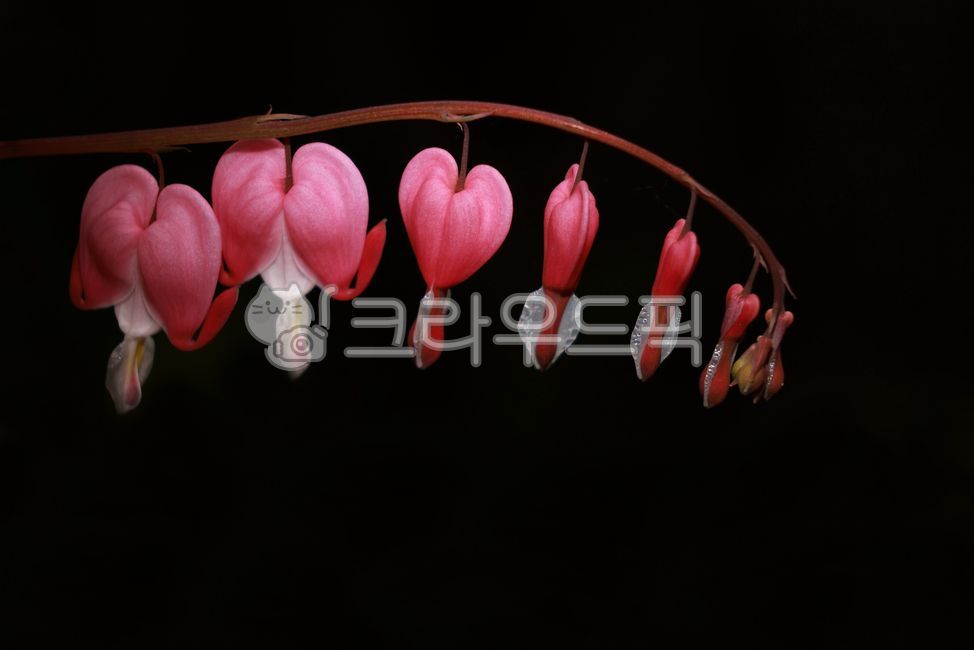 spring,petal,black background,bleeding heart,flower