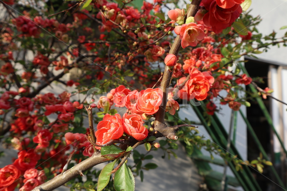 봄꽃,꽃,꽃나무,붉은꽃,빨강,빨간색,봄,계절,spring,season,식물,자연,plants,nature,꽃,flower,plant,blossom