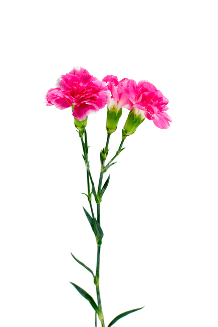 카네이션,carnation,꽃,어버이날,스승의날,가정의달,가족,기념일,축하,감사,이벤트,사랑,식물,시즌,핑크,pink,스튜디오촬영,클로즈업,closeup,흰색배경,누끼,식물,자연,plants,nature,꽃,flower,가족,패밀리,family,기념일,축하,anniversary,congratulation,celebrate,celebration,누끼,remove background