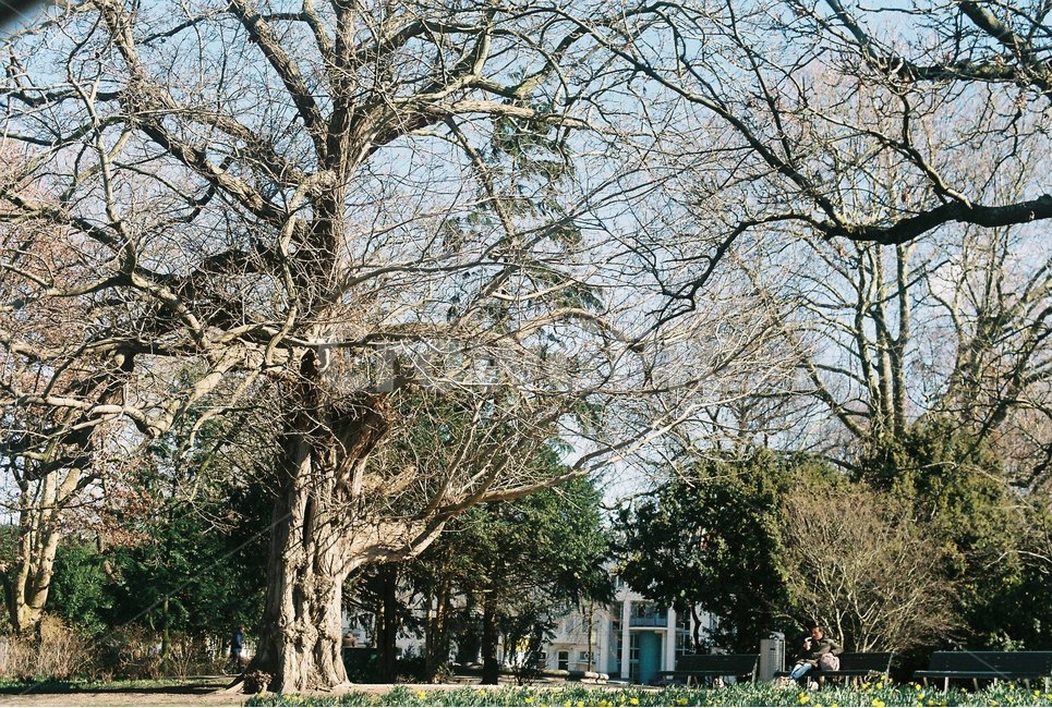 나무,공원,식물,감성,하늘,해외,외국,세계,foreign,oversea,world,식물,자연,plants,nature,나무,trees,wood,휴식,힐링,rest,relaxation,healing
