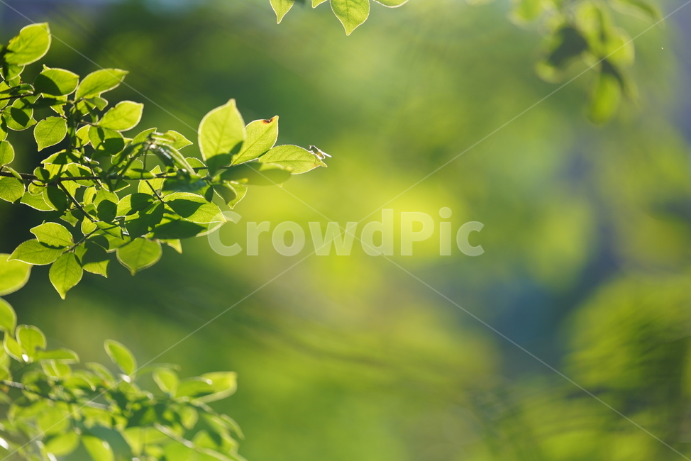 생물,생명,자연,leaf,잎,plant,식물,green,초록,식물,자연,plants,nature