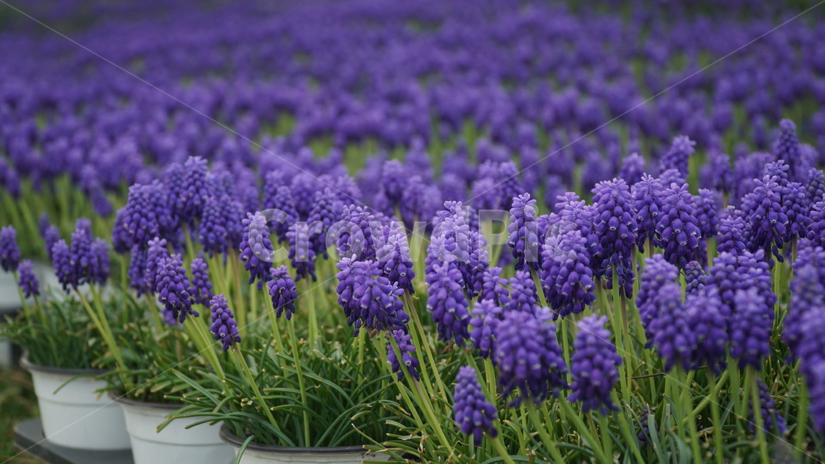 무스카리,muscari,식물,꽃,flower