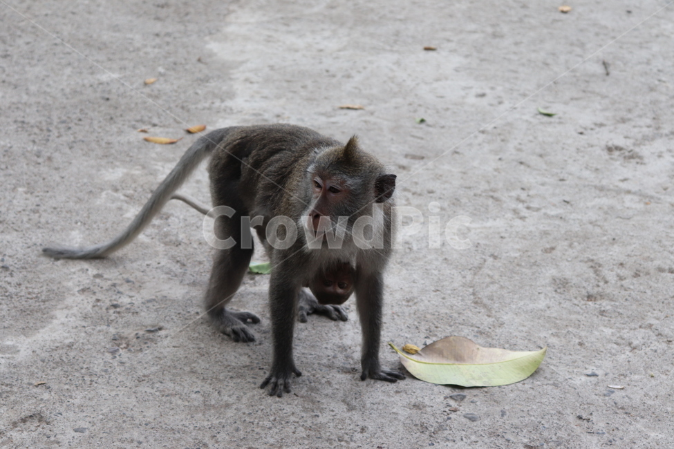 원숭이,동물,monkey,animal,애기,자연,동물,animal,포유류,mammal