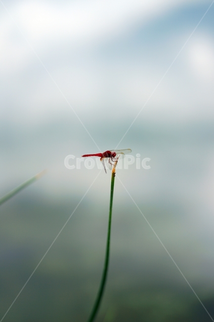 고추잠자리,잠자리,공원,월드컵공원,난지공원,식물,자연,plants,nature,동물,animal,곤충,벌레,insect,bug,감성,sensible,feeling