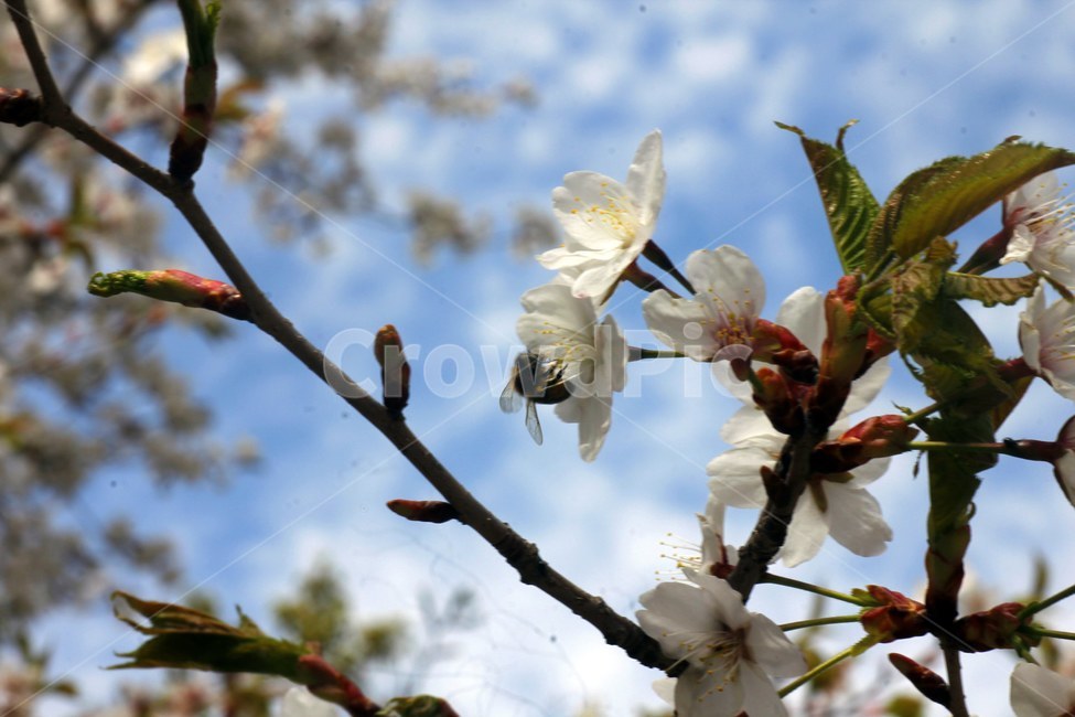 animal,동물,bird,새,plant,식물,apidae,invertebrate,곤충,벚꽃