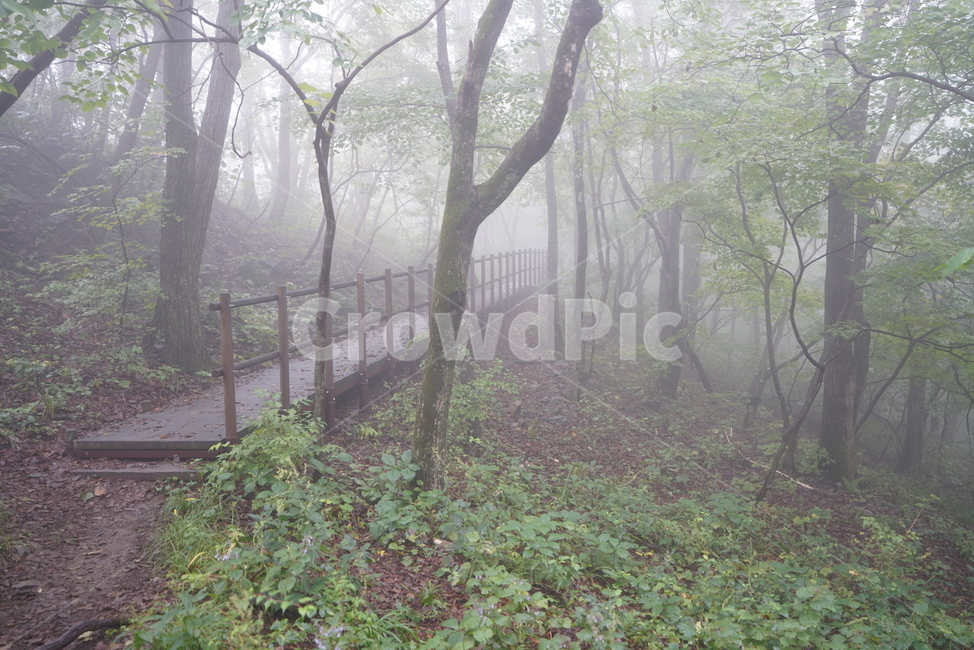 안개,등산길,구름,나무,숲,cloud,fog,tree,forest,mountainclimbing,자연,풍경,nature,landscape,weather,날씨,outdoors,옥외,mist