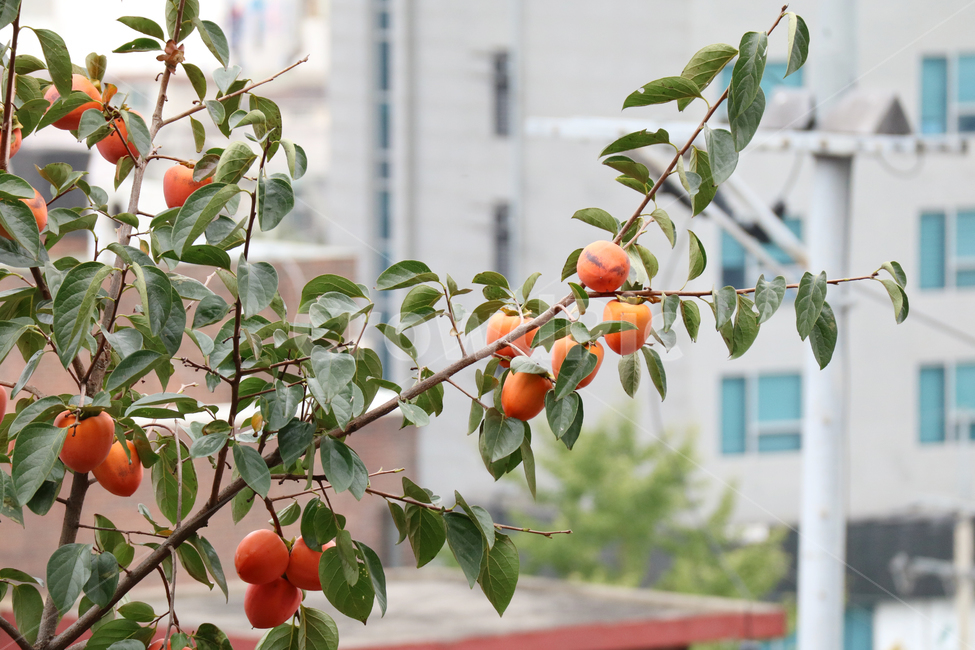 감나무,감,과일,열매,가을,계절,식물,자연,주황색,과일나무,과실수,식물,자연,plants,nature,과일,열매,fruit