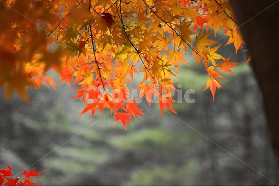 단풍,나무,가을,울긋불긋,산,가을,계절,fall,autumn,season,식물,자연,plants,nature,나무,trees,wood,leaf,잎,plant,tree