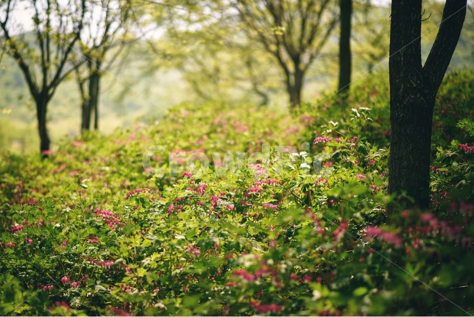 꽃,자연,식물,야생화,금낭화,자연,풍경,nature,landscape,plant