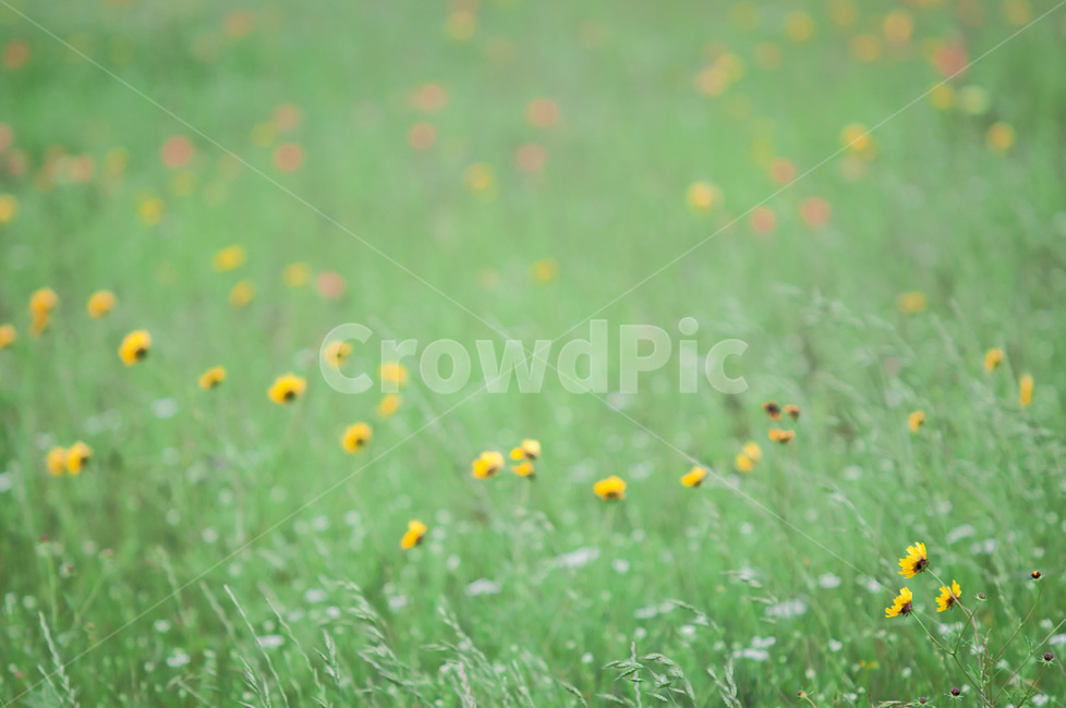 field,들,outdoors,옥외,grassland,자연,nature,목초지,식물,자연,plants,nature,꽃,flower
