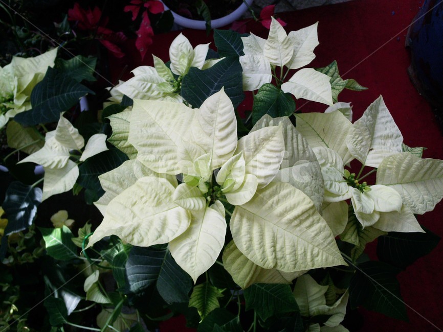 plant,식물,leaf,잎,하얀잎나무,tree,나무,식물,자연,plants,nature
