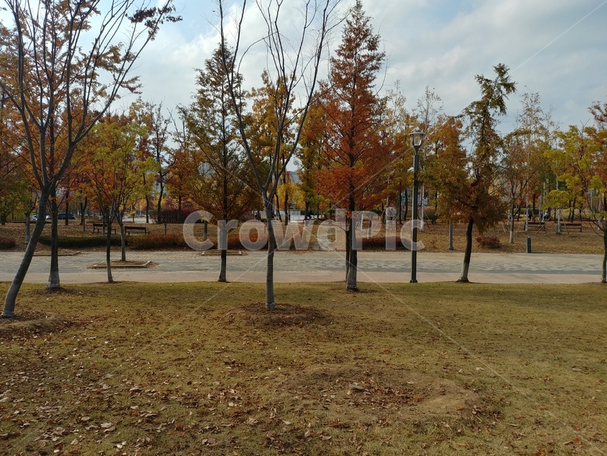 tree,나무,공원,park,가을,autumn