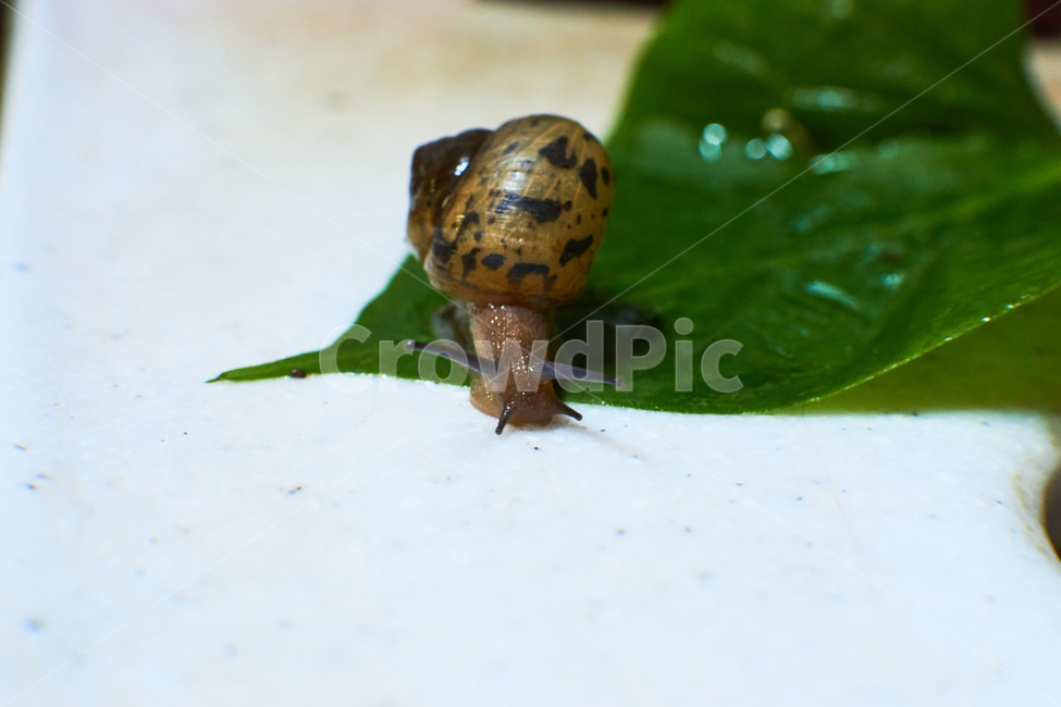 달팽이,연체동물,자연,동물,생물,animal,natuer,snail,접사