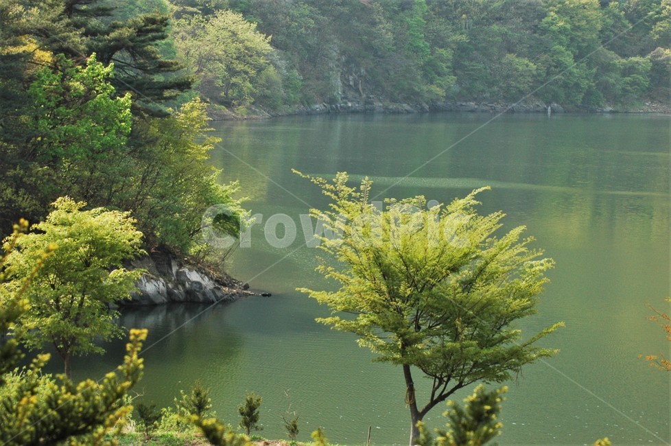 봄,봄풍경,자연풍경,한국풍경,경치,괴산호봄풍경,괴산호,자연,풍경,nature,landscape,한국자연풍경,한국자연경관,korea nature landscape,tree,나무,plant,식물,water,물,conifer,구과 식물