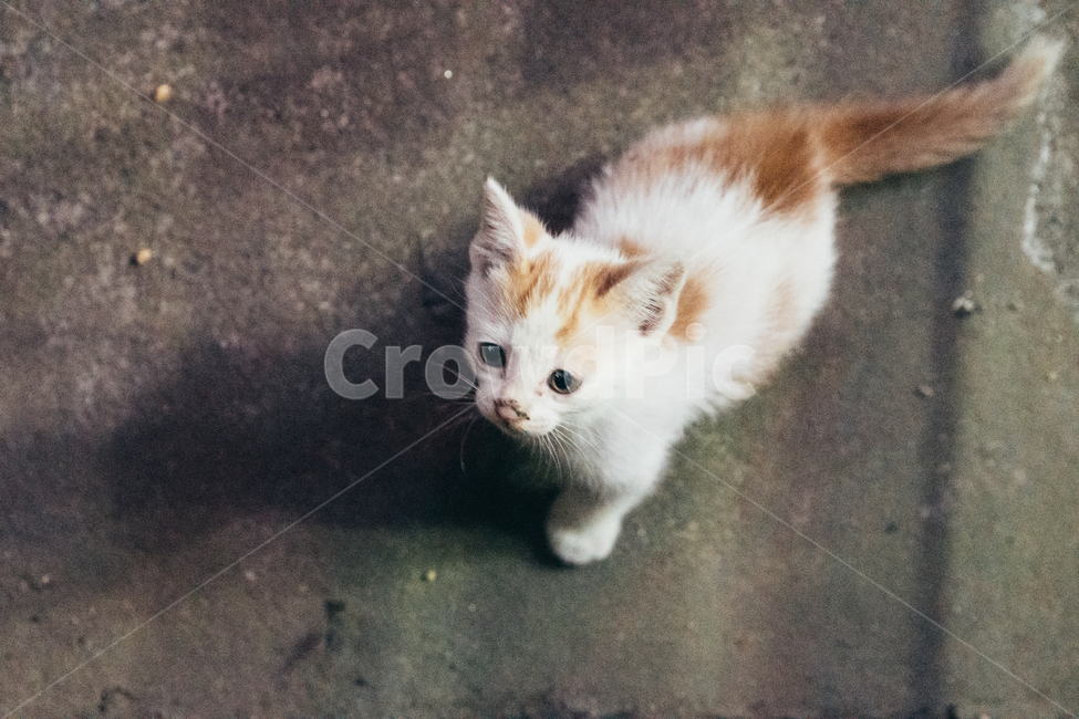 고양이,길고양이,길냥이,동물,귀여운동물