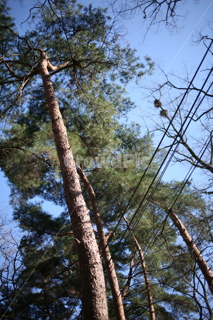 나무,풍경,tree,북한산,산,mountain,forest,숲