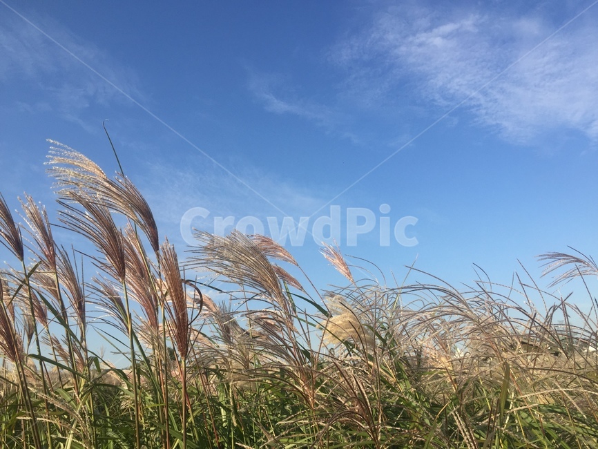 가을하늘,억새,하늘,식물,갈대,자연,plant,가을,계절,fall,autumn,season,grass,잔디,lawn