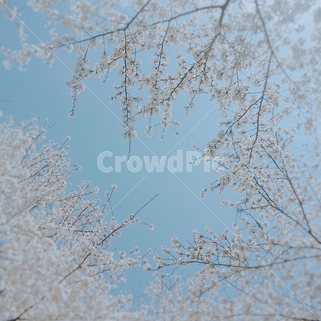벚꽃,하늘,구름없음,하늘색,나무가지,봄,계절,spring,season,nature,자연,outdoors,옥외,ice,빙