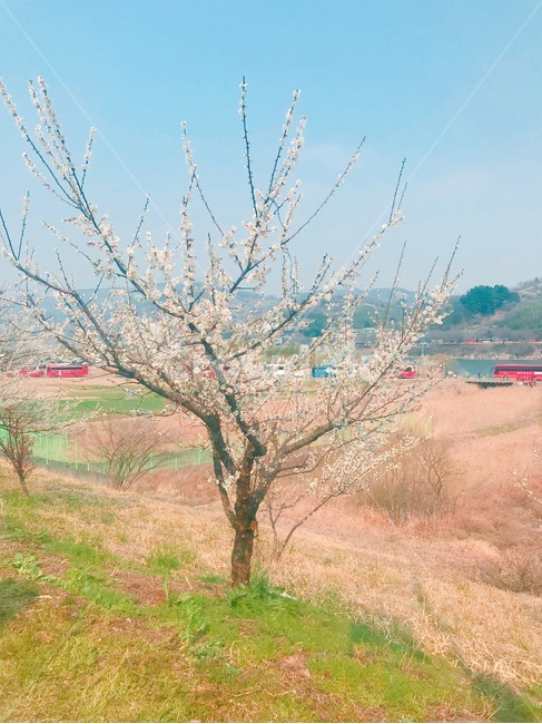 식물,꽃,나무,매화,축제
