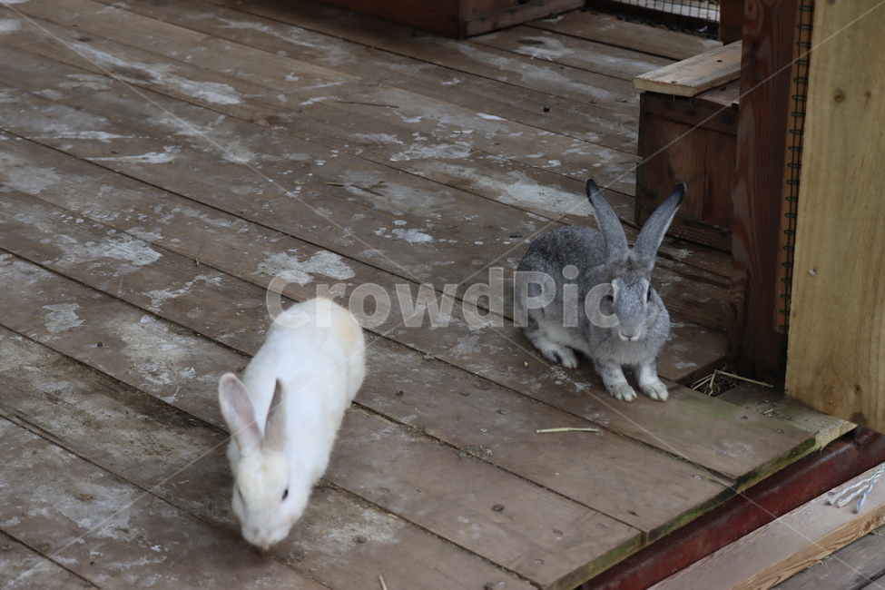 토끼,흰토끼,animal,동물,rabbit,동물,animal,포유류,mammal