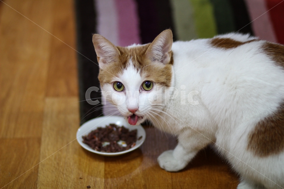고양이,동물,cat,animal,반려묘,야옹이,애완동물,집고양이,pet,반려동물,유기묘,길냥이,kitten,아기고양이,코숏,코리안숏헤어,캣대디,캣맘,햇살,아침,morning,sunshine,휴식,힐링,res,trelaxation,healing,포유류,mammal,kitty,동물,animal,포유류,mammal,고양이,cat,kitten,kitty