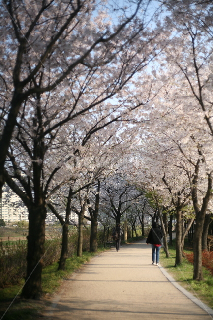 벚꽃,하늘,봄,풍경,꽃,plant,식물