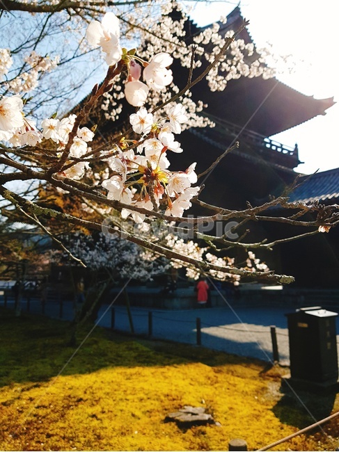 벚꽃,절,봄,햇빛,따스한,꽃