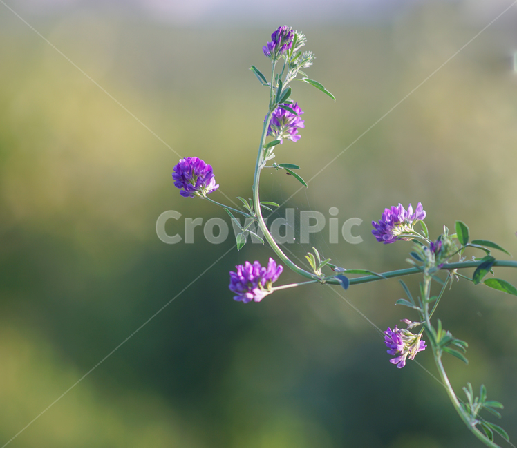 꽃,식물,야생,자연,생화,식물,자연,plants,nature,꽃,flower