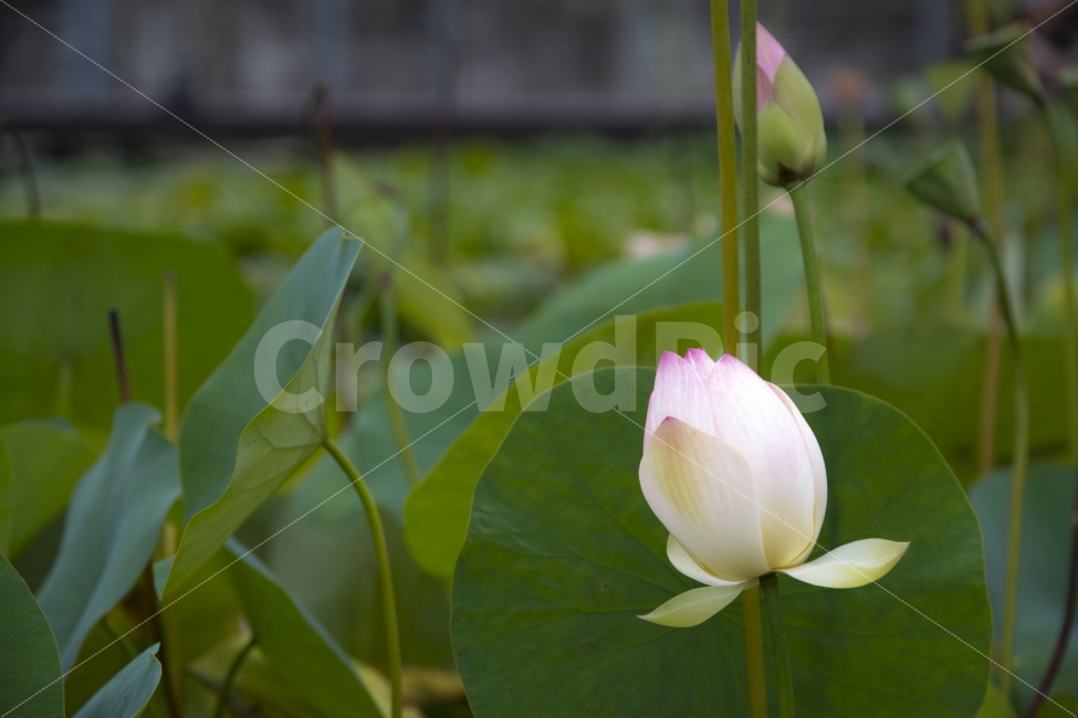 선유도,연꽃,개화전,꽃,플라워,식물,자연,plants,nature,꽃,flower