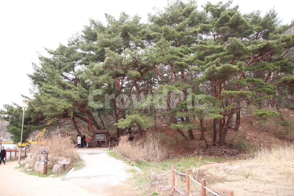 나무,공원,포천,소나무,산정호수,자연,풍경,nature,landscape,식물,plants,나무,trees,wood,plant,tree