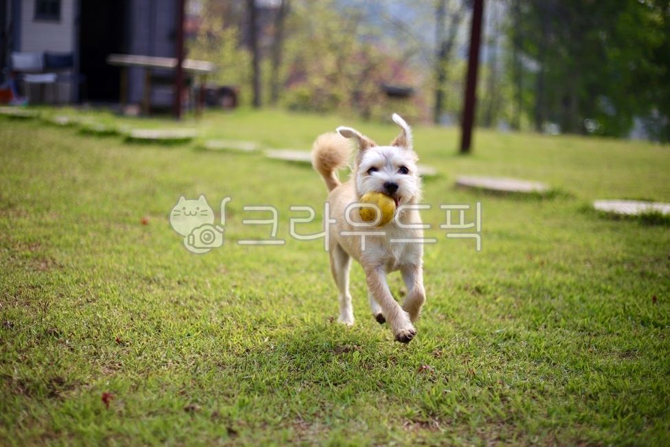 pets,yard,exercise,companion animal,Tennis ball,ball,puppy,animal,dog,ball play,pet dog,pet,lawn,walk,tennisball