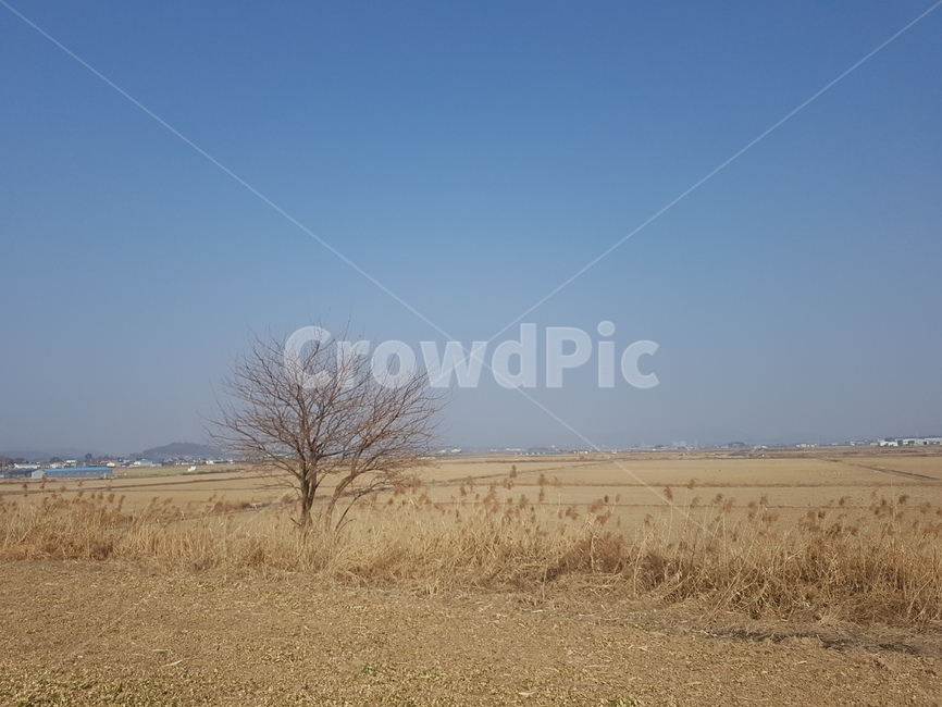 차가운,가을,주남저수지,창원,철새,하늘,가을,계절,fall,autumn,season,자연,풍경,nature,landscape,grassland,목초지,outdoors,옥외,field,들,savanna,대초원,경치