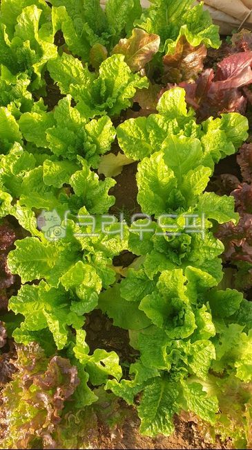 plant, 식물, 상추, 야채, 채소, 사진,이미지,일러스트,캘리그라피 - 아를르캥 작가