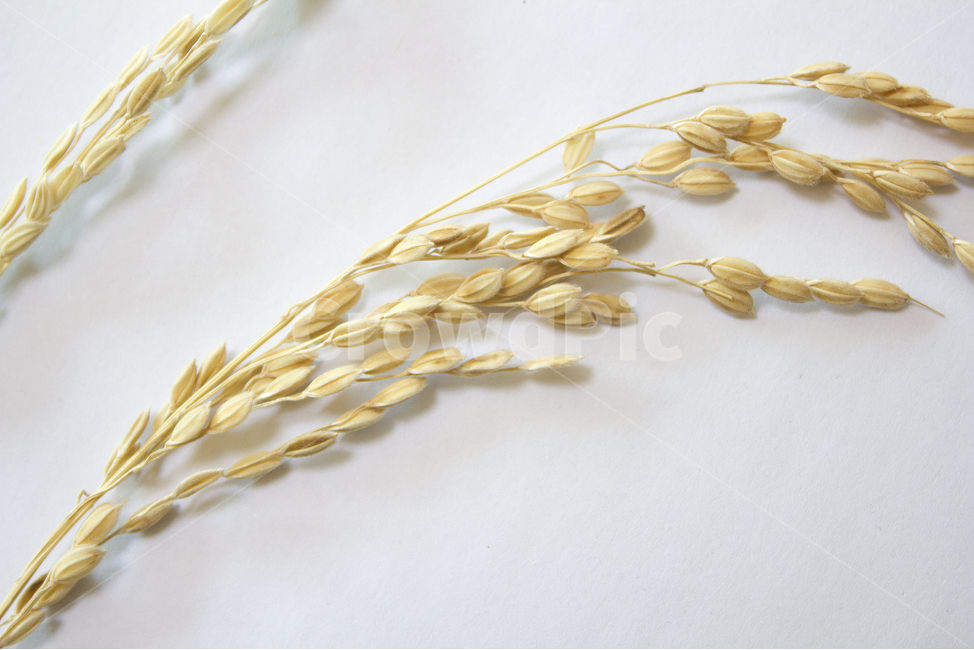 쌀,벼,곡식,곡물,음식,식재료,요리,이삭,곡류,rice,cereal,dry,ear,farming,food,gold,grain,harvest,isolated,korea,meal,nutrition,organic,plant,seed,yellow,cook,cook화이트,흰색,하얀색,흰배경,쌀알,알갱이,볍씨,씨,씨앗,열매,쌀알갱이,식물,자연,탑앵글,탑뷰,음식,식재료,요리,food,cook,meal,dishes,food reserves,곡류,곡식,cereals