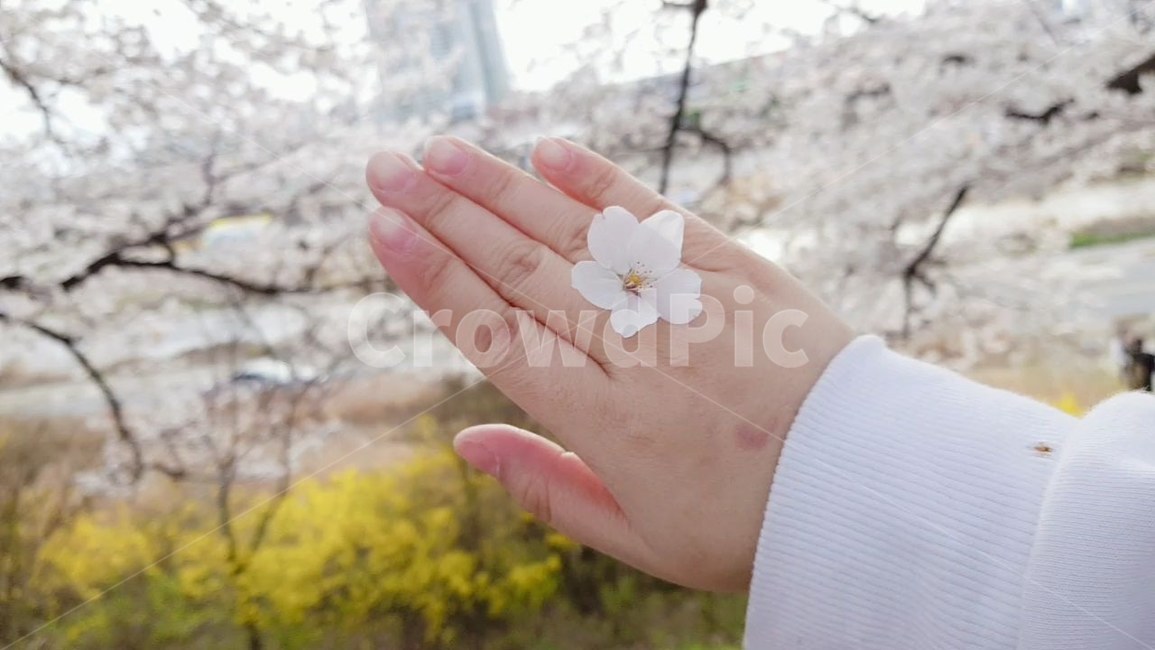 plant,식물,cherryblossom,벚꽃,flower,blossom,꽃,꽃길,반지
