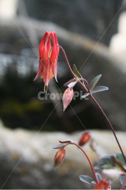 애기매발톱,미나리아재비과,여러해살이풀,원예종,식물,식물,자연,plants,nature,꽃,flower