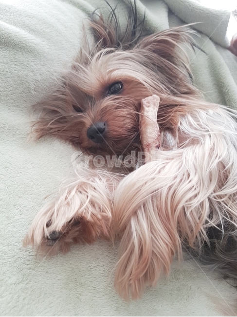요키,반려견,애완견,개껌,요크셔테리어,댕댕이,눕개,yorkie