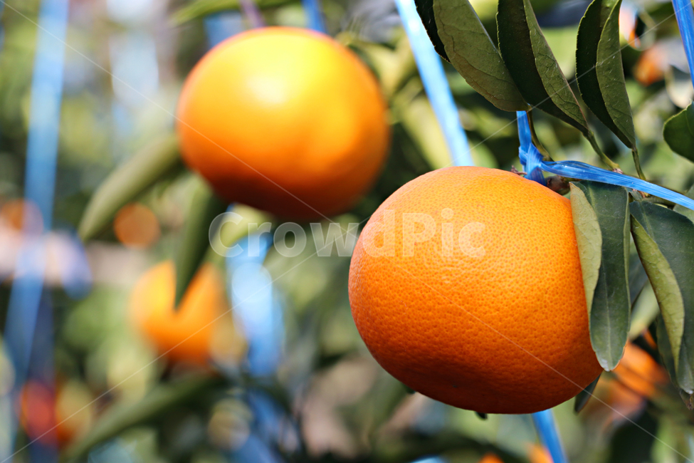 천혜향,감귤류과일,citrusfruit,food,음식,fruit,과일,plant,식물,produce,grapefruit,orange,주황색