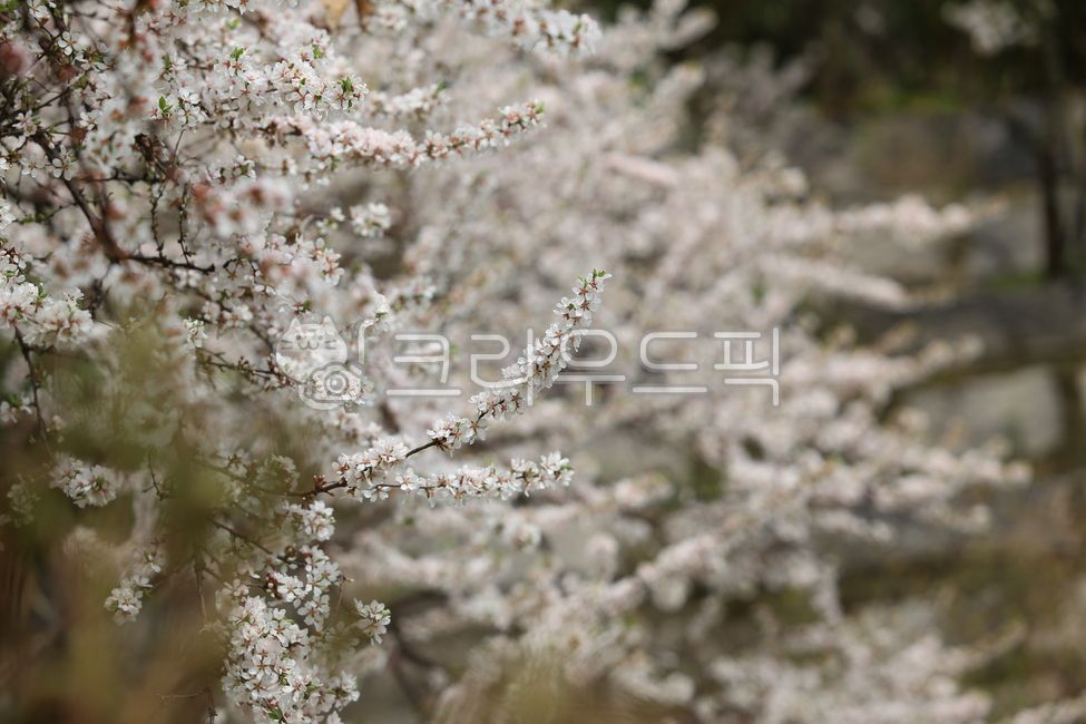 꽃,flower,wildflowerinkorea,들꽃,springflowerinkorea,plant,봄꽃,식물,springflower,꽃나무,flowertree,식물,자연,plants,nature,꽃,flower