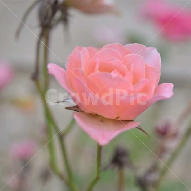 꽃,첫사진,시듬,아픔,사랑,식물,자연,plants,nature,꽃,flower,감성,sensible,feeling