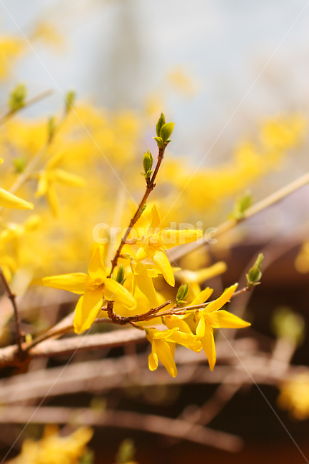 개나리축제,개나리,꽃구경,꽃축제,봄,spring,forsythia,노란색,yellow,꽃,감성,봄,계절,spring,season,식물,자연,plants,nature,꽃,flower,plant,leaf,잎