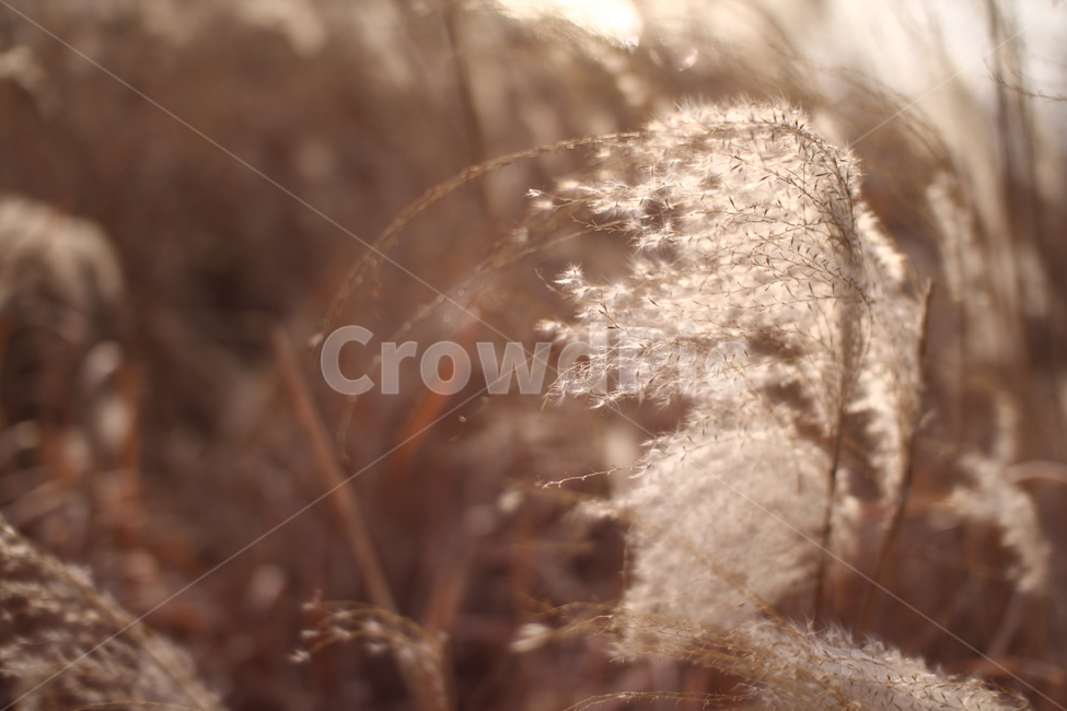 가을,갈대밭,갈대,따듯함,감성,식물,자연,nature,sensible,feeling,가을,계절,fall,autumn,season,plant,grass,잔디,lawn,reed