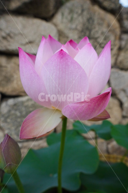 연꽃,연등,사찰,plant,식물,lily,blossom,flower,꽃,pondlily,식물,자연,plants,nature,꽃,flower