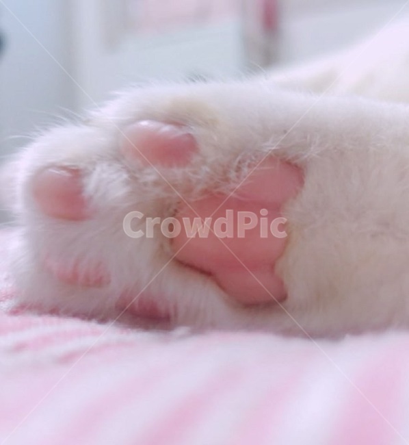 동물,고양이,발바닥,핑크,분홍,말랑말랑,고양이발,고양이젤리,동물,animal,포유류,mammal,고양이,cat,kitten,kitty