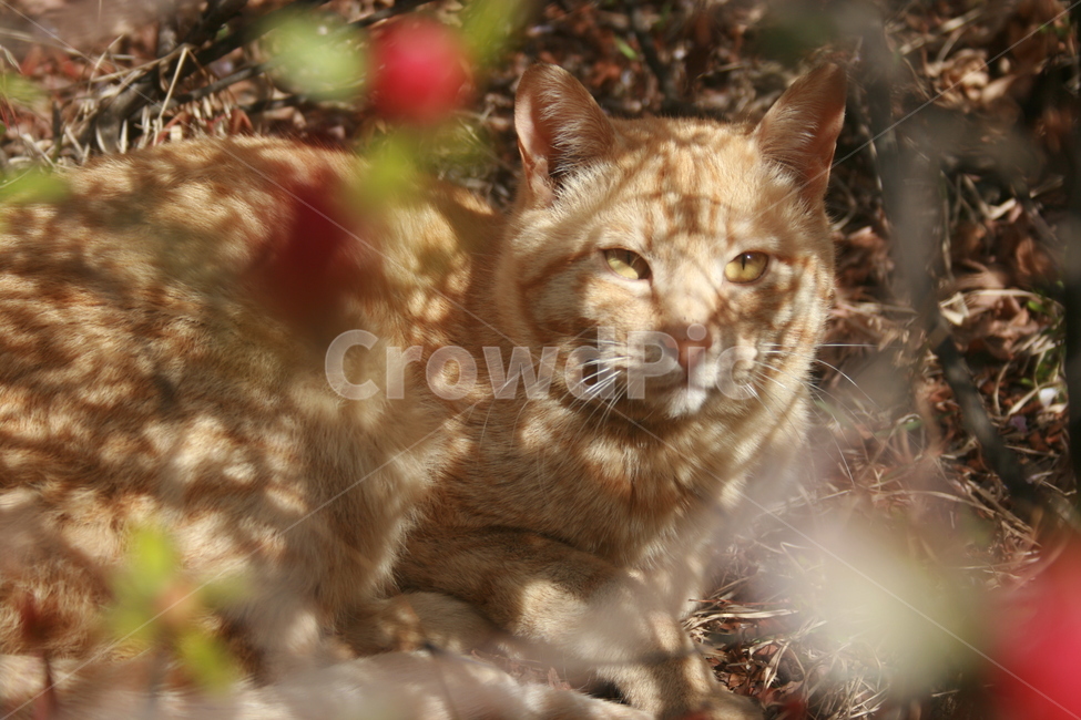 길고양이,길냥이,고양이,cat,straycat,치즈냥이,치즈태비,orangecat,kitten,kitty,동물,동물,animal,포유류,mammal,고양이,cat,kitten,kitty