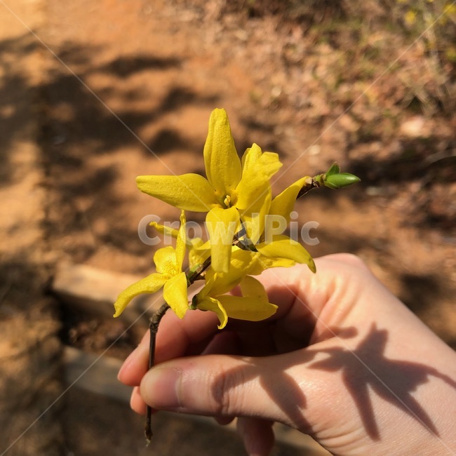 개나리,꽃한송이,노란꽃,봄꽃,희망,koreanforsythia,yellowflower,gaenari,봄,꽃,생명,소확행,봄볕